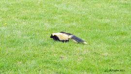  Skunk exiting apiary; photo by Robert Snyder
